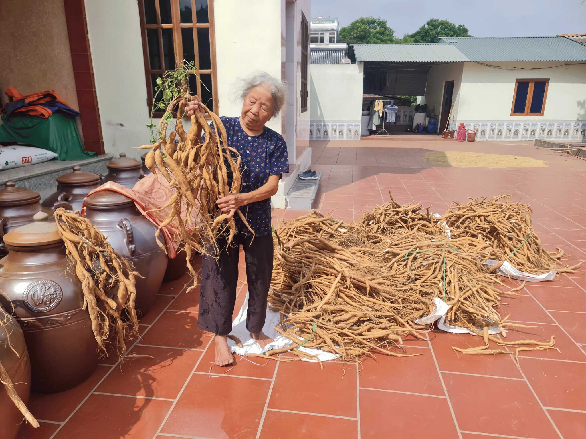 Sâm nam tươi